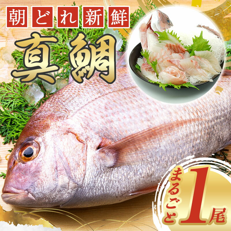 【ふるさと納税】 タイ 鯛 1匹 真鯛 まだい たい tai 新鮮 魚 魚介 海鮮 海産物 海 特産品 海の幸 真空チルド 刺し身 塩焼き 煮付け 丸焼き 尾頭付き ムニエル アクアパッツァ 産地直送 国産 冷蔵 三重県 南伊勢 伊勢 志摩 城水産 朝どれ 内蔵処理済み 8000円 8千円