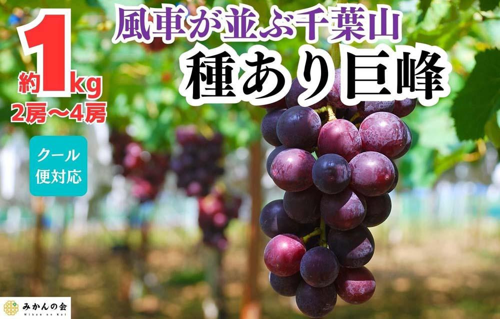 
ぶどう 巨峰 種あり 1kg 2～4房 和歌山県産 クール便対応 【みかんの会】
