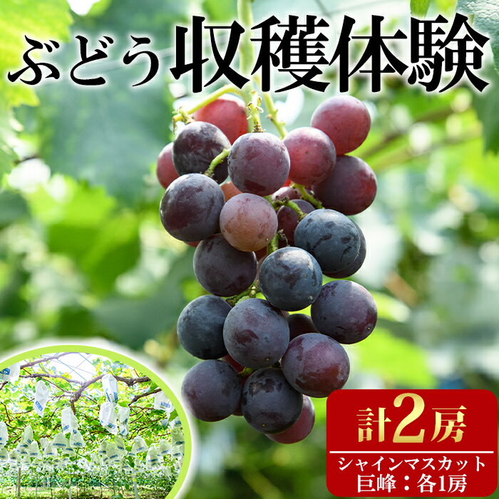 【ふるさと納税】＜先行予約受付中！＞ぶどう収穫体験(巨峰1房、シャインマスカット1房)体験 収穫体験 巨峰 シャインマスカット ぶどう 葡萄 フルーツ 果物 くだもの【100702700】【宮田ファミリーぶどう園】