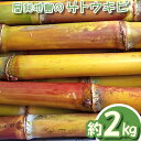 【ふるさと納税】【数量限定】屋我地島のサトウキビ　約2キロ【2024年12月頃から発送予定】 おやつ　お菓子　珍しい お土産　沖縄みやげ　国産　県産 沖縄 おきなわ 短冊型 自然 甘み イネ科 ミネラル 食物繊維 さとうきび 果汁 エネルギー