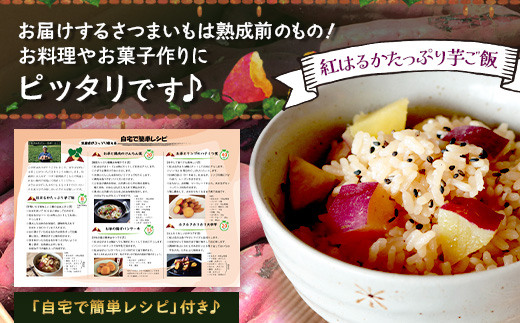 【先行予約：2026年9月中旬配送～】掘りたて さつまいも 紅はるか 5kg Lサイズ (おすそ分け袋／自宅で簡単レシピ付き）FR-532 | 秋の味覚 2026年秋収穫 新物 さつまいも サツマイモ