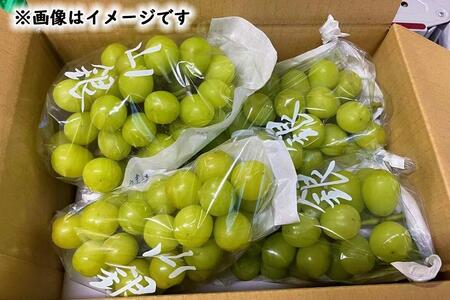 ★お届けは2024年8月から！★ 産地直送 シャインマスカット約２キロ入り // シャインマスカット 産地直送シャインマスカット