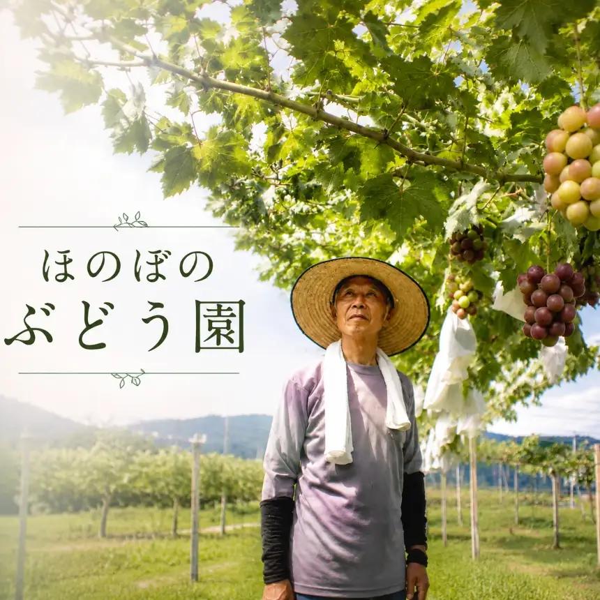 美浜町産 こだわりクイーンニーナ 500g×2 | 先行予約 ぶどう 愛知県 美浜町