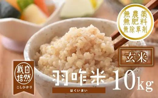 令和8年産 羽咋米 玄米 10㎏ 羽咋米