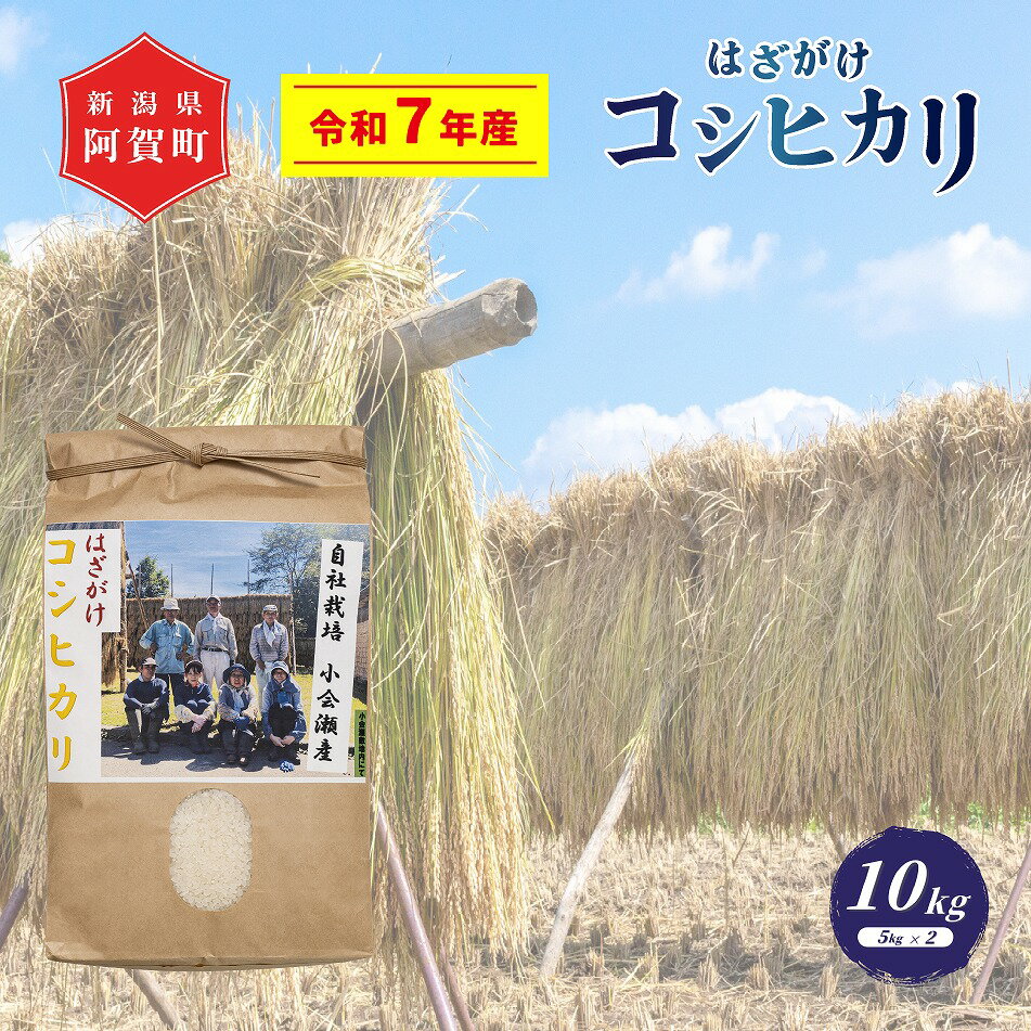【ふるさと納税】 《新米予約》 米 10kg 新潟県産 コシヒカリ はざ掛け 天日干し 令和7年産 越後奥阿賀産 5kg×2袋 | 小会瀬 はざがけ こしひかり 一等米 送料無料 お取り寄せ お米 白米 精米 ※2025年10月下旬頃より順次発送