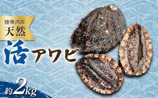 陸奥湾産 天然 活アワビ 約2kg 【飛佳丸】 殻付き あわび 鮑 とれたて 新鮮 魚介 海鮮 刺身 刺し身 漁師直送 青森県 平内町 東北 むつ湾 おすすめ F21J-315