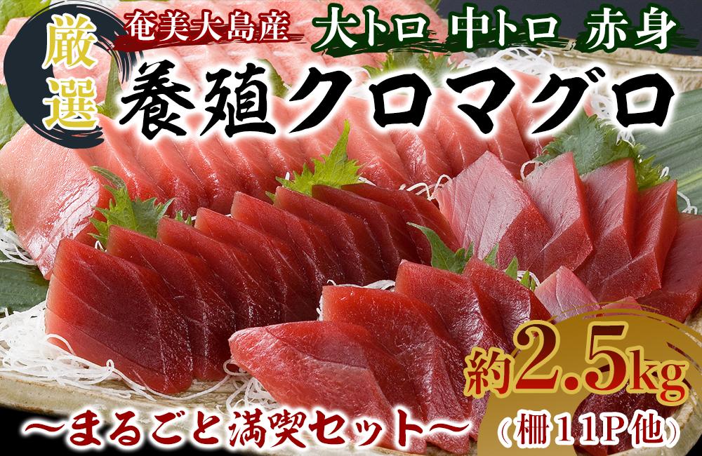 奄美大島産養殖クロマグロ 2.5kg以上 まるごと満喫セット 柵11P他 大トロ 中トロ 赤身 かま ホホの身 大容量 冷凍