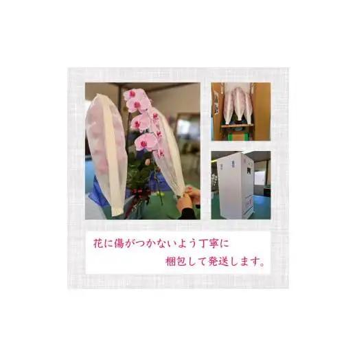 【定期便3ヶ月】 胡蝶蘭 7本立て 白 花