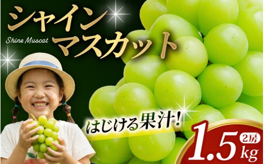 かつらぎ町産　シャインマスカット 約1.5kg（2房）【2026年8月中旬～9月中旬ごろ順次発送】【AQ-ikd730】