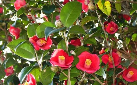 【返礼品なしの応援①】高知県土佐清水市【R00001】