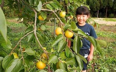 【先行予約】みしらず柿 (2Lサイズ) 7.5kg詰め F4D-0208