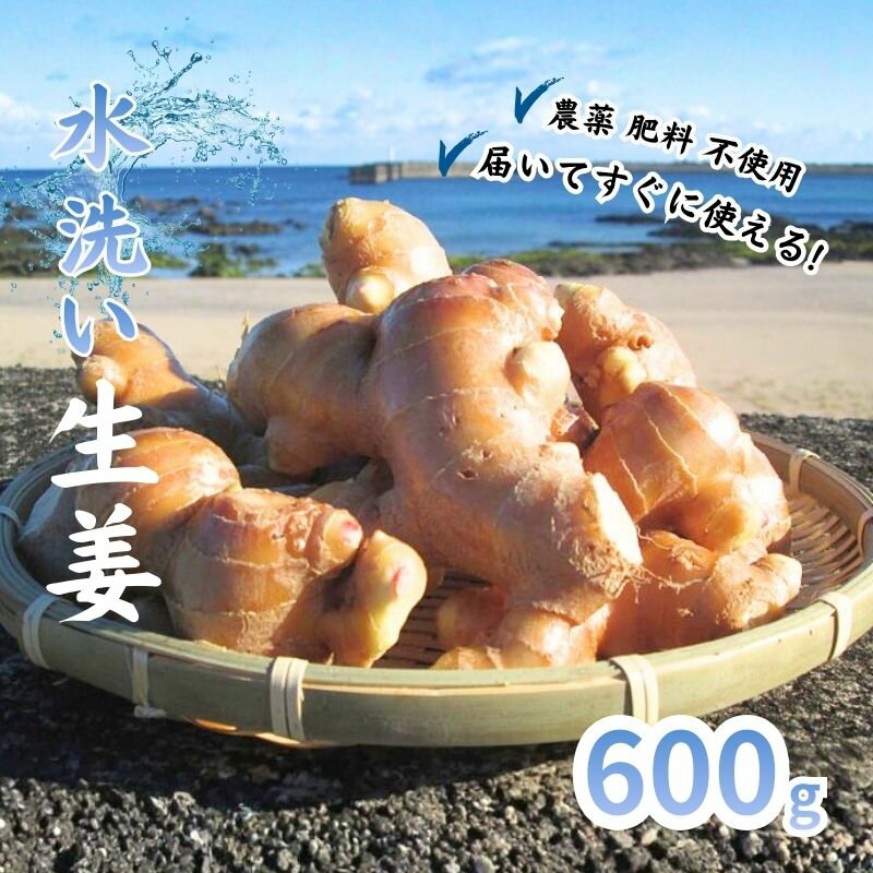 【ふるさと納税】 こだわり 農法 生姜 水洗い 600g 自然 生姜 しょうが ショウガ 野菜 調味料 薬味 ジンジャーエール ジンジャー 高知 黒潮町 ふるさと納税 人気 ふるさと納税生姜 ふるさと納税薬味