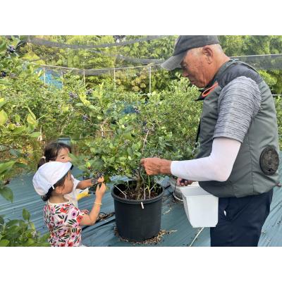 ふるさと納税 宗像市 数量限定大粒ブルーベリー(500g) 栽培期間中農薬不使用【えのさんのブルーベリー園】_HA1356 |  | 01