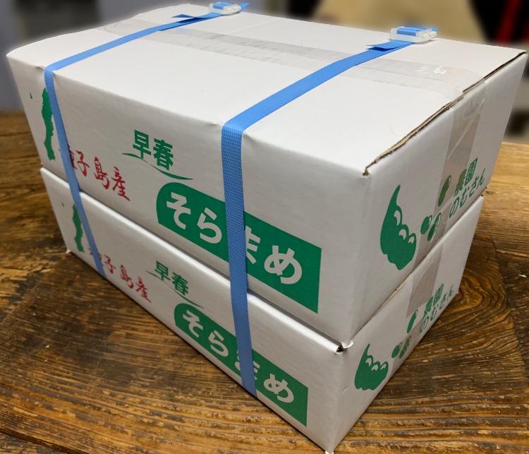 【 先行予約 】 種子島 農園 のむさん 早春 の そらまめ 4ｋｇ　NFN300【600pt】