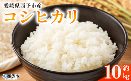 新米＜令和8年産 コシヒカリ 10kg＞国産 愛媛県産 宇和町産 宇和米 こしひかり お米 米 コメ こめ 白米 精米 ご飯 新鮮 10キロ 特産品 大塚農園 愛媛県 西予市【常温】『2026年10月・11月頃から順次発送予定』UOT0003