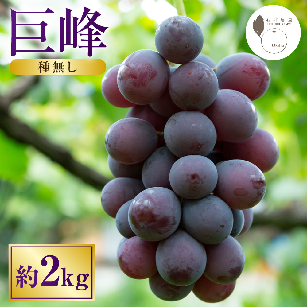 【ふるさと納税】種無し巨峰2kg 巨峰 ぶどう ブドウ 葡萄 果物 フルーツ くだもの ギフト 贈答 種無し 種なし おすすめ 人気 福岡県 うきは市 送料無料 【2026年8月上旬～8月下旬発送予定】