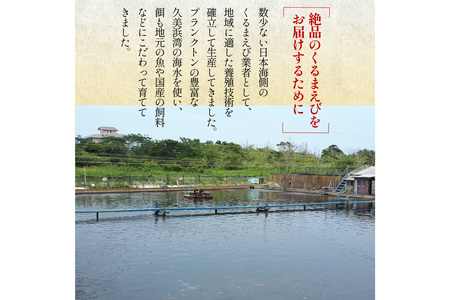 丹後の活きくるまえび 1kg（35～50尾）（12月発送）