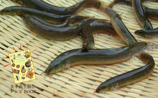 
やすぎどじょう500g（女子高生制作どじょう料理レシピBOOK付き）【どじょう 活魚 生きたまま】
