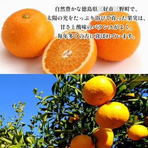 みかん はっさく 10kg 紅はっさく 先行予約 八朔 はっさくはっさくはっさく