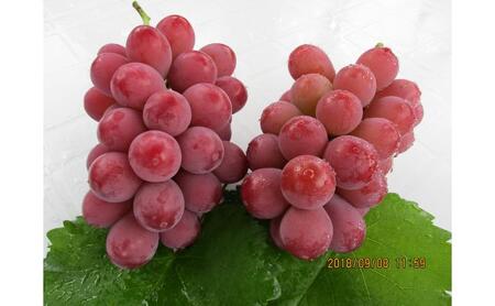 クイーンニーナ 2房 約1kg ぶどう 葡萄 フルーツ 果物 長野市