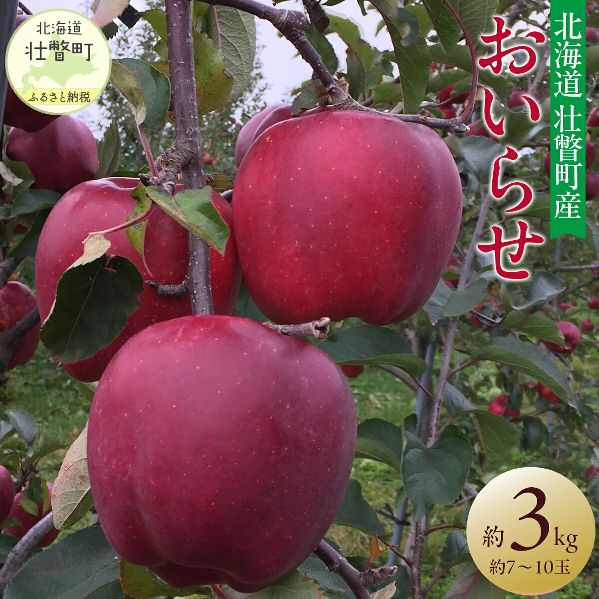 【ふるさと納税】＜2025年11月初旬よりお届け＞ 北海道壮瞥町 りんご 品種名「おいらせ」約7～10玉 約3kg 【 ふるさと納税 人気 おすすめ ランキング りんご リンゴ 林檎 おいらせ フルーツ 果物 甘い 旬 北海道 壮瞥町 送料無料 】 SBTF005