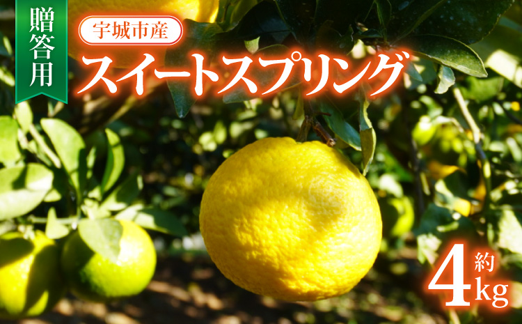 先行予約 宇城市産 スイートスプリング 約4kg 20玉前後 贈答用 【2026年12月上旬から2027年1月下旬頃順次発送予定】みかん ミカン 蜜柑 柑橘 かんきつ フルーツ 果物 くだもの  国産 産地直送 希少 珍しい 幻 レア 上品な香り 甘い お取り寄せ 熊本県 宇城市 ひでみかん