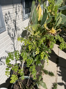 上郡町産 地湧金蓮（チュウキンレン）の苗木 | 地湧金蓮 植物 花 縁起 開運 兵庫県 上郡町