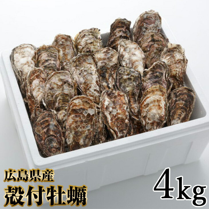 【ふるさと納税】オレの牡蠣アミスイ 殻付牡蠣 4kg｜朝どれ 生食用 殻付き かき カキ 大粒 生牡蠣 生かき 生がき 生カキ 生ガキ 貝 シーフード オイスター 海産物 海鮮 魚介類 海の幸 海のミルク 濃厚 BBQ バーベキュー カンカン焼き ガンガン焼き かんかん焼き [1807]