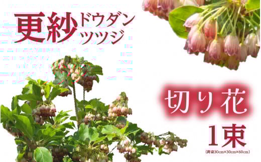 【先行予約】更紗ドウダンツツジ　切り花【2026年4月25日から5月15日まで発送】【ツツジ つつじ お花 花 はな フラワー 花 切り花 植物 家庭菜園 花壇  園芸 鉢物 】[m47-a003]