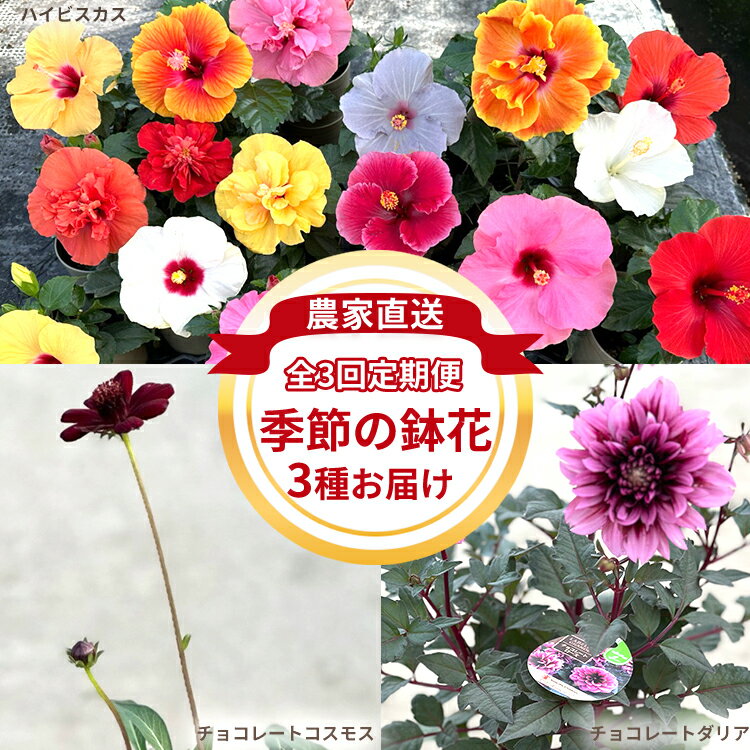 【ふるさと納税】【全3回定期便】季節の鉢花3種 お届け ハイビスカス、チョコレートダリア、チョコレートコスモス【農家直送】| 植物 お花 花 鉢 鉢花 花鉢 フラワー ギフトプレゼント 贈り物 ※2026年5月中旬～10月中旬頃に順次発送予定 ※北海道・沖縄・離島への配送不可