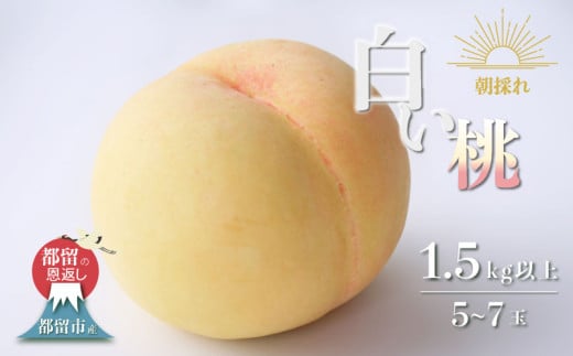 山梨県都留市産【2025年先行予約】日本一の産地 山梨県産　朝採れ白い桃 1.5kg以上 (５～７玉）もも　モモ　スイーツ　甘い　デザート　減農薬　減農薬栽培　ピーチ　おやつ　フルーツ　山梨