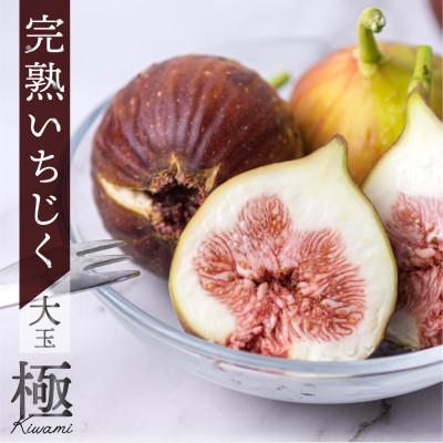 ふるさと納税 田原市 完熟いちじく[極]9〜12玉 　約1kg