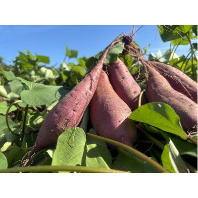 【ふるさと納税】掛川産熟成 紅はるか【訳あり】9kg【配送不可地域：離島・沖縄県】【1668454】