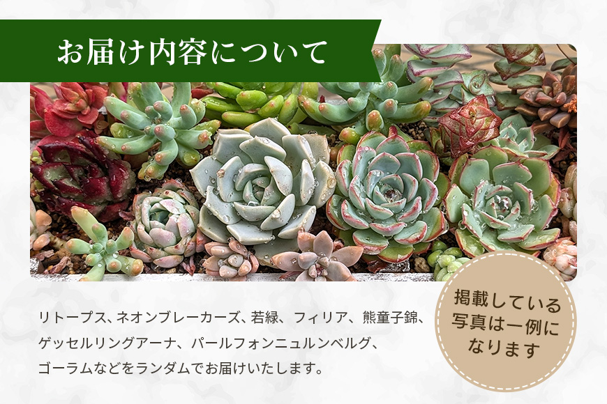 多肉植物 抜き苗 アソート 40セット 詰め合わせ 多肉植物 観葉植物 インテリア 寄せ植え 誕生日プレゼント オシャレ 多肉 観葉 おまかせ セット 植物 苗 種類 色々 ランダム 農園直送 栽培 