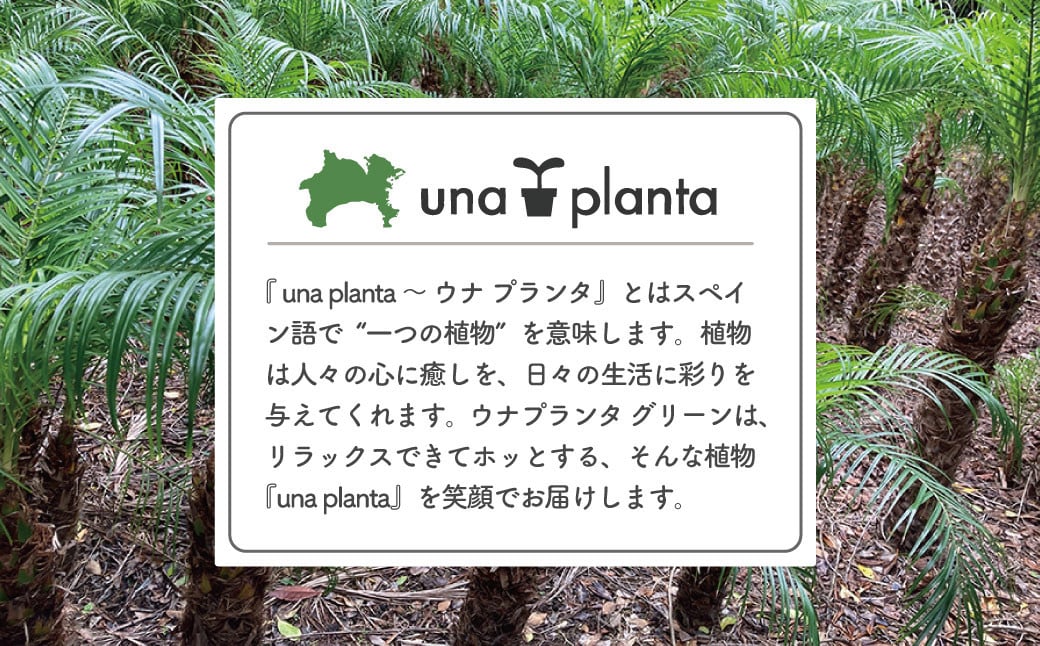 観葉植物 フェニックスロベレニー ロベ 8号（鉢下から葉先まで約H110cm〜130cm） / 秦野 神奈川 南国感 インテリア オシャレ 室内 室外 鉢物 親王椰子 常緑低木 美しいフォルム