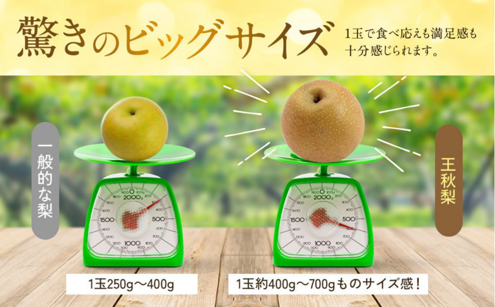 【先行予約】ギフト用 数量限定 鳥取県産”王秋梨（おうしゅうなし）” 約5kg （8～15玉）≪2026年11月中旬頃出荷≫