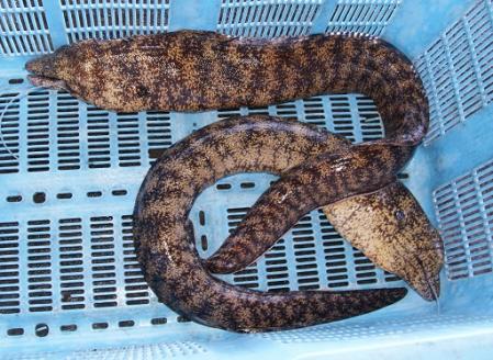 薬味付き カツオのたたき（１節）×ウツボのたたき（１P）Wセット 冷凍 刺身 魚介 おかず 惣菜 鰹 タタキ 刺身【R00525】
