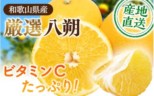 【先行予約】＜1月より発送＞ 厳選はっさく2.5kg+250g（傷み補償分）/ 晩柑 柑橘 フルーツ 新鮮 苦味 コク 農家直送 ジューシー みかん 和歌山 果汁   八朔みかん ハッサク 密柑 くだもの【ikd138A】