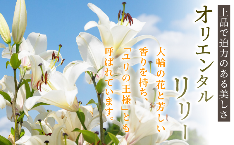 【2週間以内発送】「オリエンタルリリー ユリ」(ピンク) 計6本  生花 切花 百合 国産_T045-0025