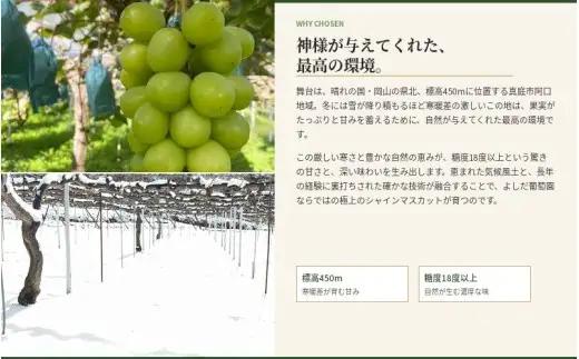 【2026年先行予約】 糖度18度以上！朝採れシャインマスカット 2kg (4房または5房) ぶどうの概念が変わる よしだ葡萄園の極上品【10月上旬～10月下旬頃に順次発送】 / ぶどう シャインマス