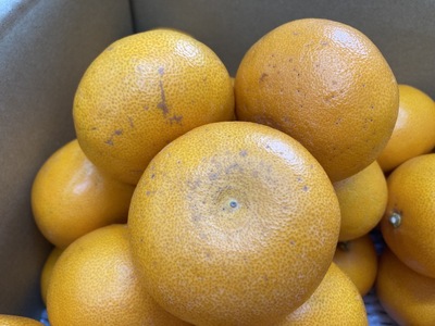 訳あり せとか 5kg ご家庭用 みかん 人気 数量限定 先行予約 愛媛 柑橘 【2026年2月中旬以降順次発送】｜B146