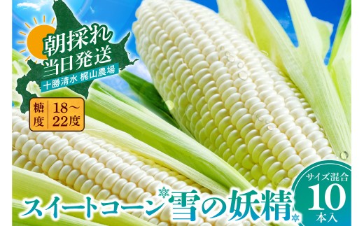 先行受付！【2026年8月中旬頃～発送開始！】北海道十勝清水町産 希少品種！ 白いとうもろこし 雪の妖精 サイズ混合 10本 北海道産 2026年 とうもろこし とうきび 産直 産地直送 清水町 北海道_S041-0012