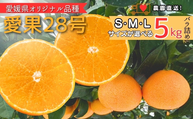 
                  【2026年先行予約】 みかん 愛果28号 5kg 紅まどんなと同一品種 【サイズが選べる】 Sサイズ Mサイズ Lサイズ バラ詰め 愛媛みかん 数量限定 ＜2026年11月中旬から順次発送予定＞ 愛媛県産 人気 柑橘 フルーツ ゼリー食感 国産 農園直送 しもなだファーム 伊予市
                