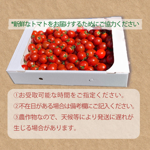 【2026年4月頃から順次発送】日高農園 水耕栽培 ミニトマト 3kg | トマト ミニトマト プチトマト 水耕栽培 トマト ミニトマト プチトマト 水耕栽培 トマト ミニトマト プチトマト 水耕栽培