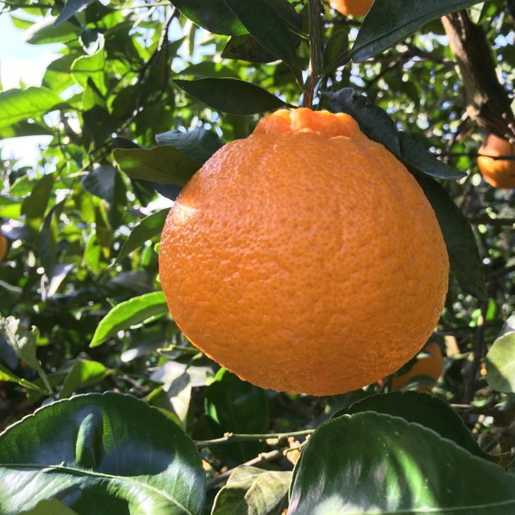 こだわり農家の 濃厚 不知火 12～24玉 (約5kg)［先行予約］［MS39］