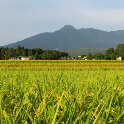 ふるさと納税 上越市 標高200mで育てた棚田米|令和7年産・新潟県上越産・従来種コシヒカリ精米10kg(5kg×2袋) |  | 01