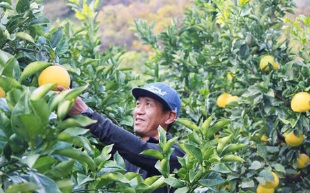 成田果樹園の土佐文旦10kg家庭用A