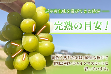 ＜先行予約＞シャインマスカット 2房 約1kg+100g補償付 ※2026年8月下旬～【B606-26】