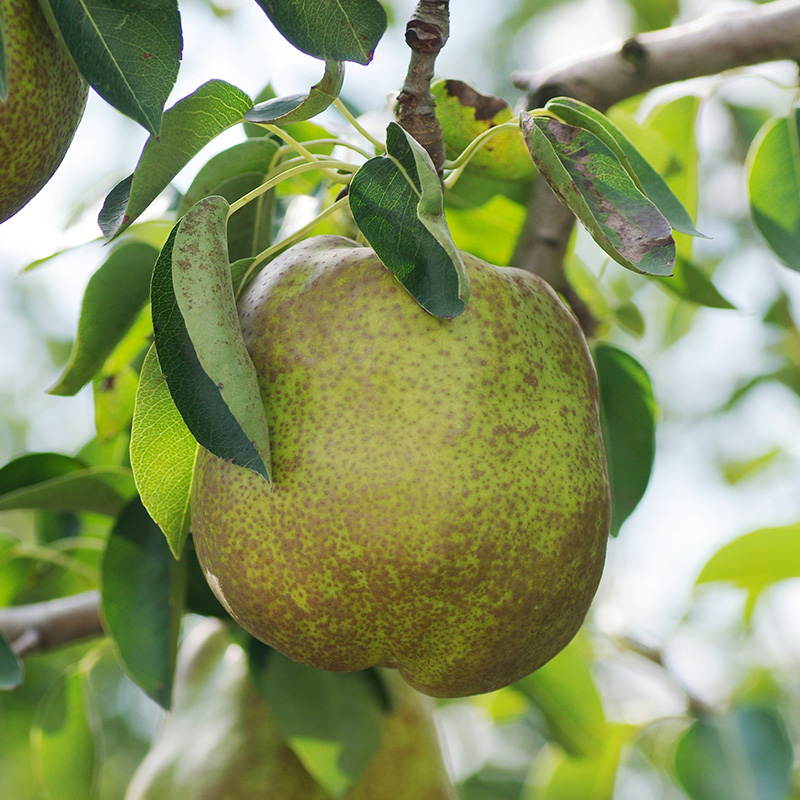 【定期便4回】やまがた 秋の贈り物定期便【令和8年産先行予約】FU23-877