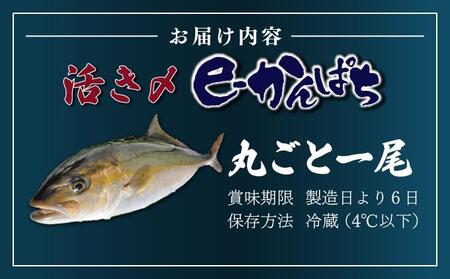 AG-CD1 【先行予約】東京オリンピック供給資格「AEL(養殖エコラベル)」認証取得のカンパチ！活き〆プレミアムフィッシュ「e-かんぱち」丸ごと1尾(ラウンド・3.0kg～3.8kg)【マルエイ水産
